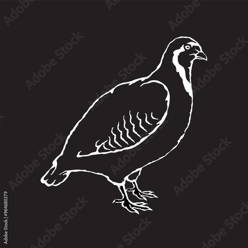 Vector illustration of a partridge in sketch style