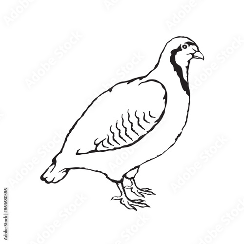 Vector illustration of a partridge in sketch style
