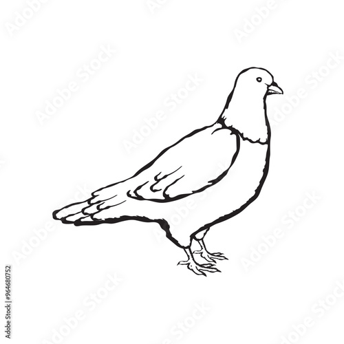 Vector illustration of a pigeon in sketch style