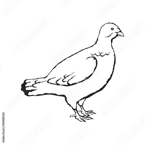 Vector illustration of a grouse in sketch style