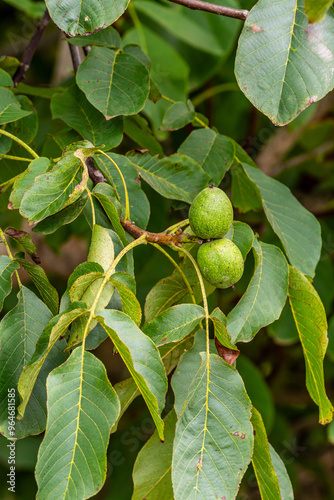 Juglans regia pertenece a la familia Juglandaceae. photo