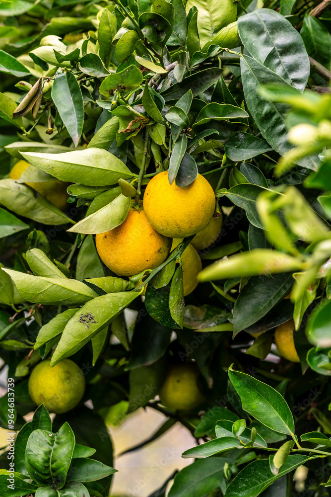 Citrus × sinensis pertenece a la familia Rutaceae. Citrus × sinensis pertenece a la familia Rutaceae.