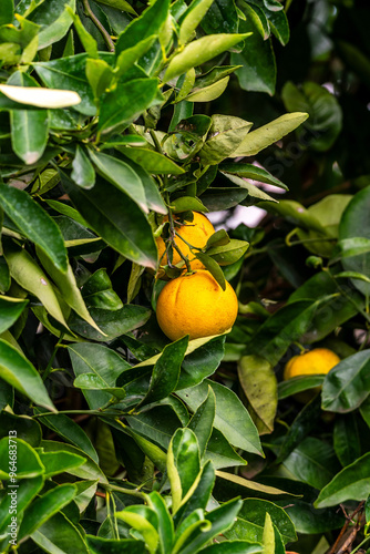 Citrus × sinensis pertenece a la familia Rutaceae. photo