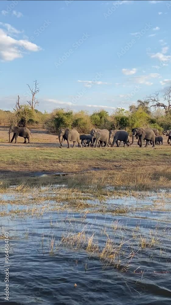 herd of elephants walking beside a water source. There are baby elephants with their mothers, whole families. In the evening, at sunset, they come to cool off by the river. Close-up video herd of elephants walking beside a water source. There are baby elephants with their mothers, whole families. In the evening, at sunset, they come to cool off by the river. Close-up video
