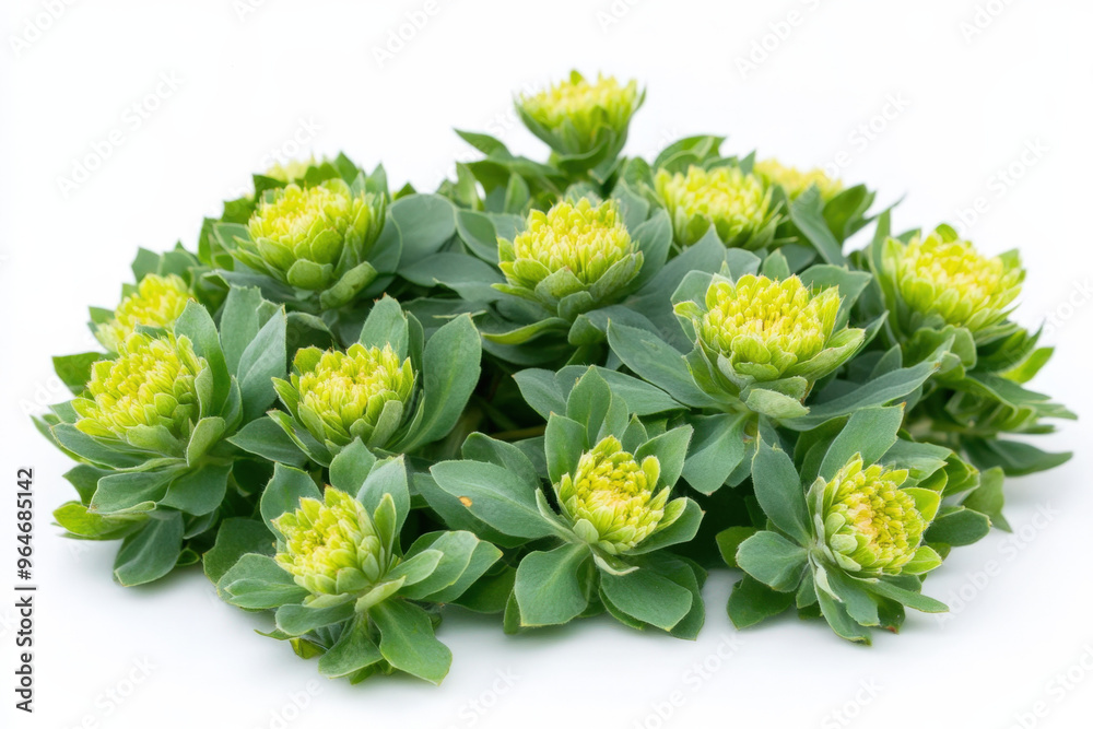 Rhodiola rosea plant blossoming with its characteristic yellow flowers forming a green textured background Rhodiola rosea plant blossoming with its characteristic yellow flowers forming a green textured background