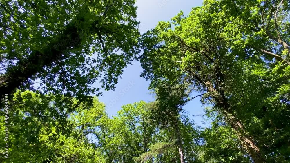 Dolly through green forest looking up at woodland tree canopy Dolly through green forest looking up at woodland tree canopy