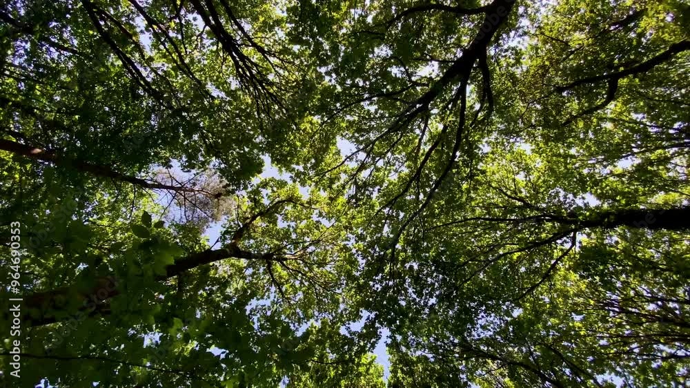 Dolly through green forest woodland looking up at leafy summer canopy Dolly through green forest woodland looking up at leafy summer canopy
