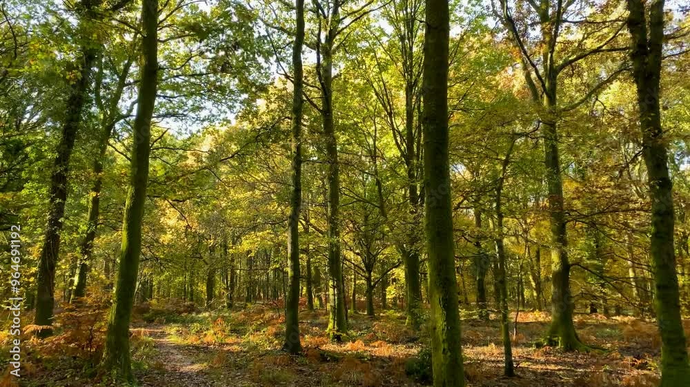 Idyllic woodland trail autumn foliage falling golden forest glade Idyllic woodland trail autumn foliage falling golden forest glade
