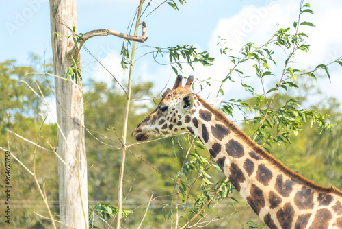 Giraffe eating leaves from dry tree photo