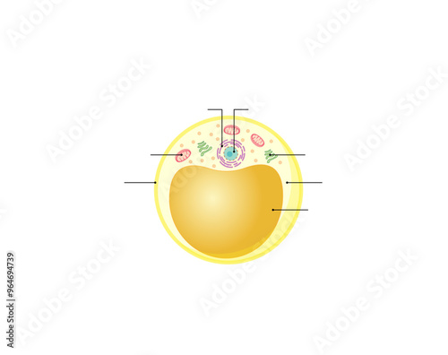 Fat cell structure. Adipocytes. Adipose tissue. Lipid droplets. Storing energy. Vector illustration.	