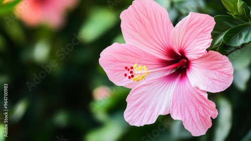 Beautiful Pink Hibiscus Flower
