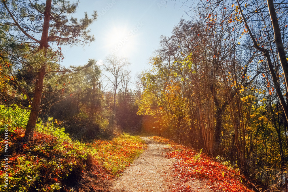 Naklejka premium Amazing autumn park (forest) with colorful trees and sunlight. autumn natural background