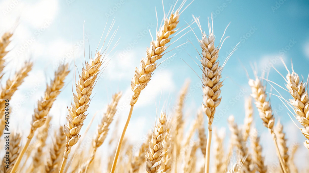 A field of wheat is shown in full bloom A field of wheat is shown in full bloom