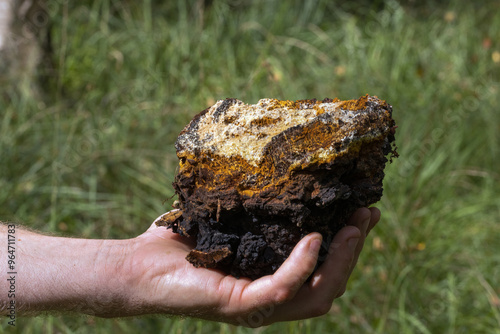 Obraz na płótnie Schiefer Schillerporling, Wilder Chaga Pilz in einer Hand, kostbarer Vitalpilz, Heilpilz w salonie