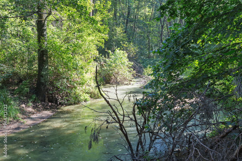 a stream in the forest in early autumn