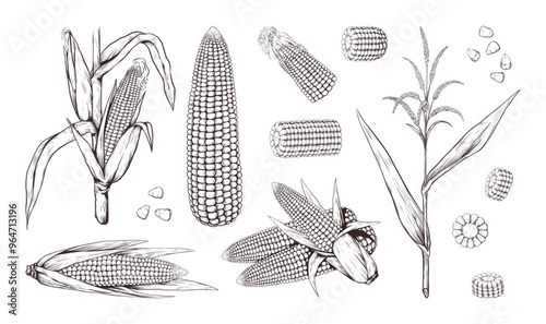 Corn plants. Maize stalk field, vintage outline food sketch with line leaf, retro black and white farm agriculture. Ripe cobs, stalk with leaves, flowers. Vector drawing isolated illustration