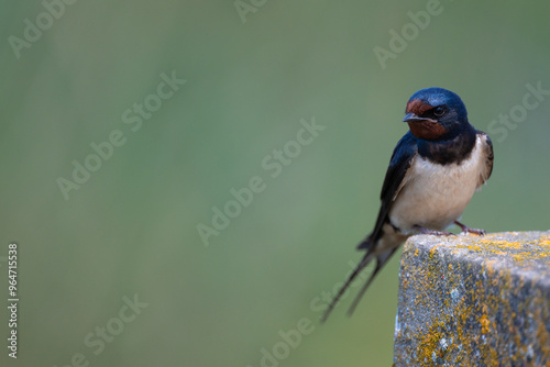 A barn swallow sits on the edge of a wall