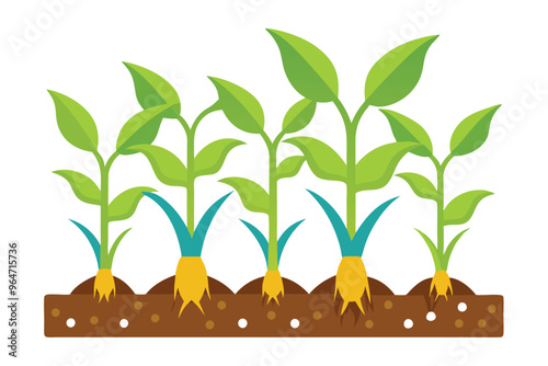 corn seedlings thriving in fertile soil C.eps