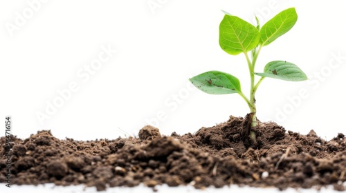 Fresh sprout growing in fertile dark soil