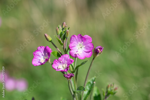 Close up of great willwherb (epliobium hirsutum) flowers in bloom