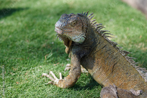 Iguana in Parque Seminario, downtown Guayaquil, Ecuador