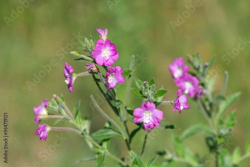 Close up of great willowherb (epliobium hirsutum) flowers in bloom