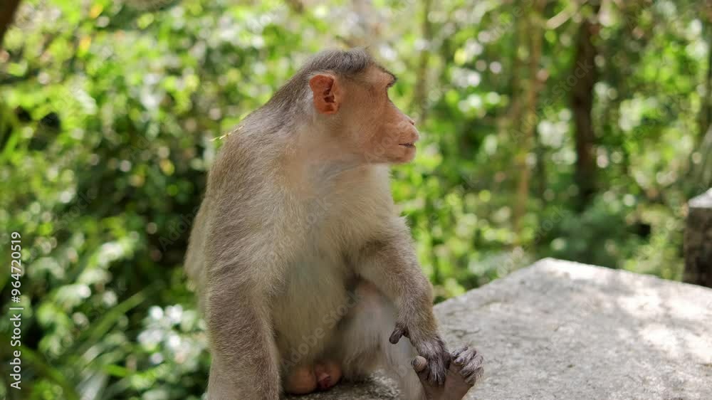 Wild monkey in the rainforest, India. Close up of macaque into jungle. Wild monkey in the rainforest, India. Close up of macaque into jungle.