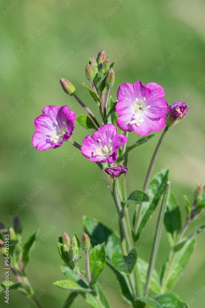 Fototapeta premium Close up of great willowherb (epliobium hirsutum) flowers in bloom