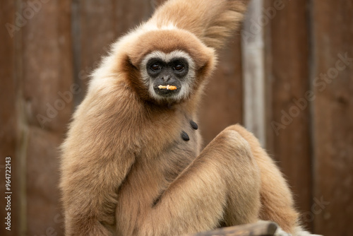 A female gibbon sitting in her enclosure with food in her mouth.(Hylobates lar)