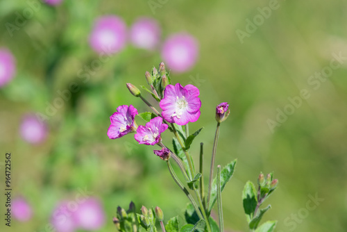 Close up of great willwherb (epliobium hirsutum) flowers in bloom