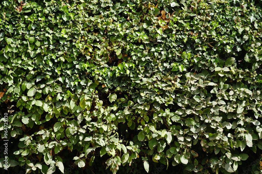 green ivy on wall green ivy on wall