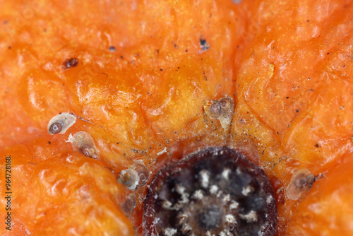 Aonidiella aurantii or red scale is an armored scale insect and a major pest of citrus. Insects on the fruit of an orange bought at the market. photo