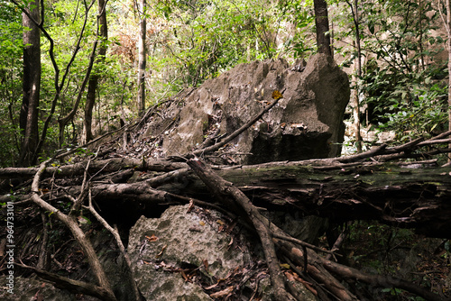 Exploring unique rock formations surrounded by lush vegetation in Tsingy de Bemaraha National Park, Madagascar during daytime