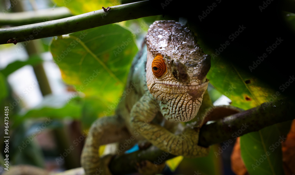 Fototapeta premium Chameleon exploring its natural habitat in Madagascar amidst vibrant foliage during daylight hours