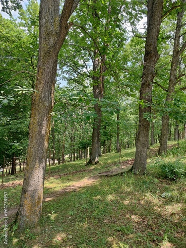 path in the forest