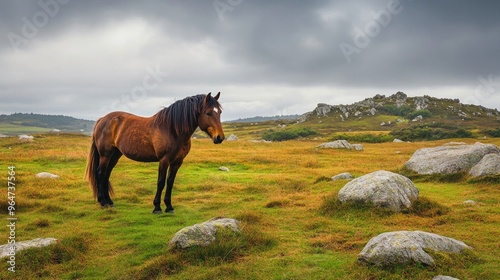 On the Rough Tor on Bodmin Moor in Cornwall, England, there is a wild horse. The second-highest point in Cornwall, England, is Rough Tor, sometimes known as Roughtor, which is located in Bodmin Moor.  photo