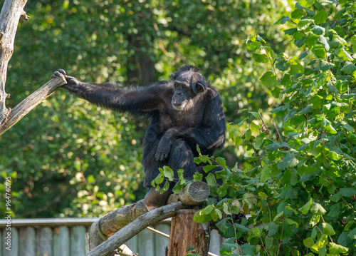 mammal, wild, wildlife, nature,