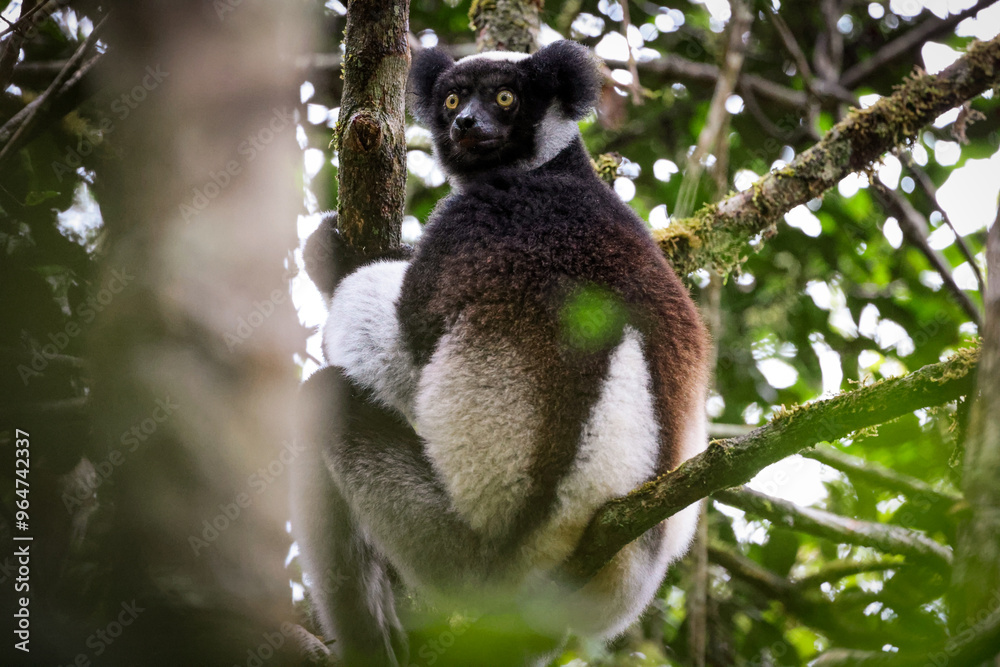 Fototapeta premium Indri lemur resting high in a tree in Madagascar's lush rainforest, showcasing its distinctive black and white fur