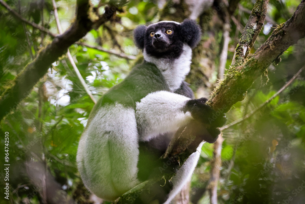 Fototapeta premium Indri lemur resting on a tree branch in the lush forests of Madagascar during midday