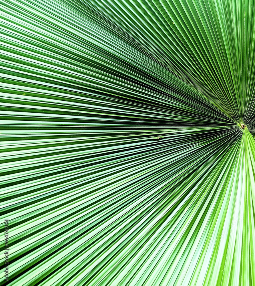 Obraz premium Trees and plants 1