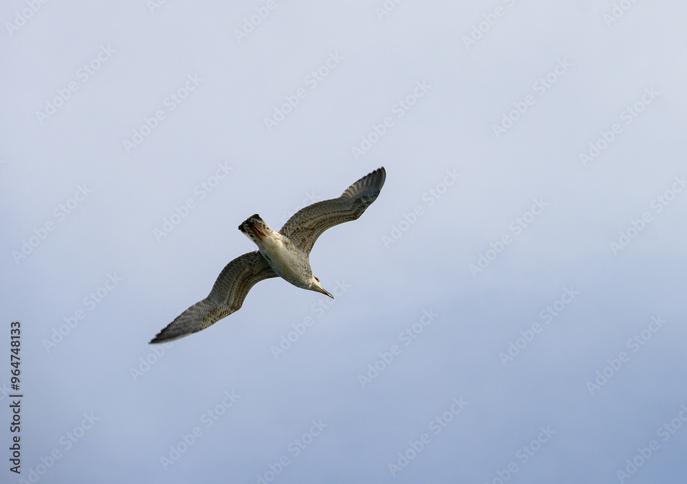 Obraz premium Sea birds in flight. The seagull flies over the sea. 