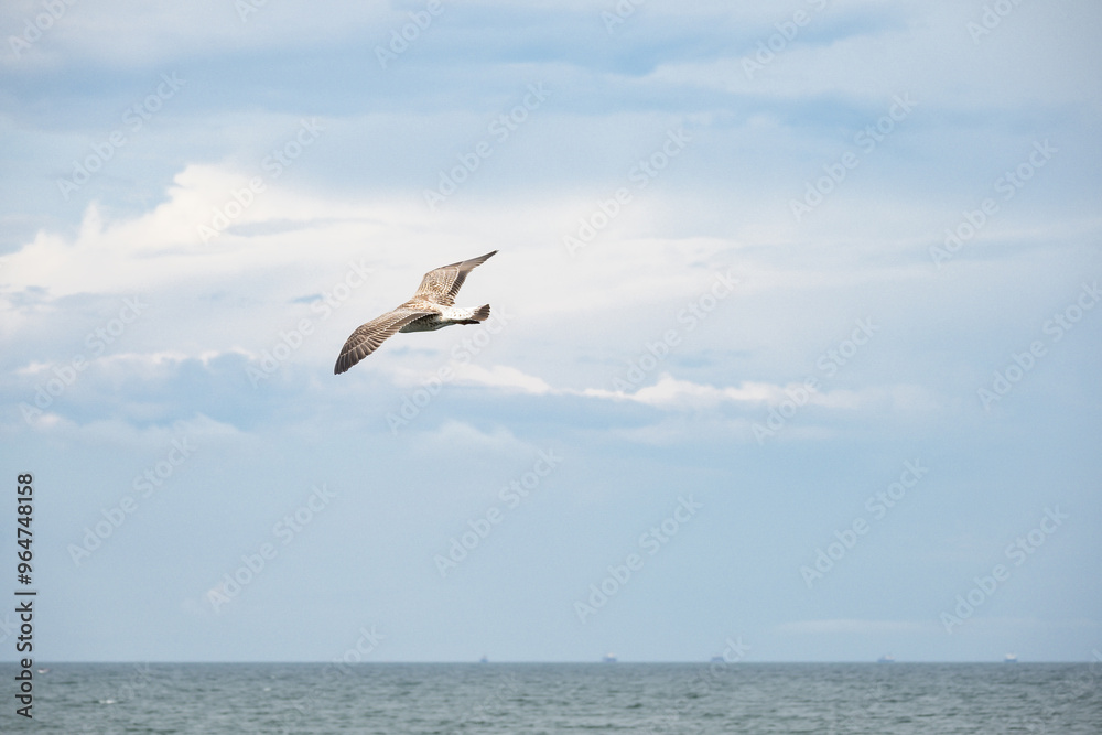 Obraz premium The seagull flies over the sea. Sea birds in flight. 