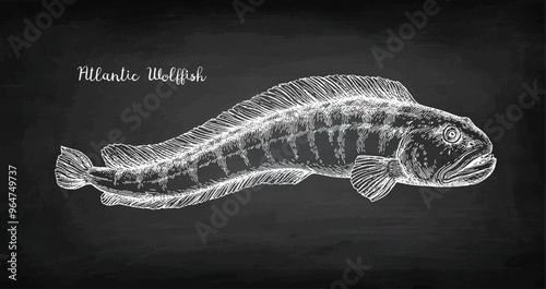Atlantic wolffish chalk sketch.