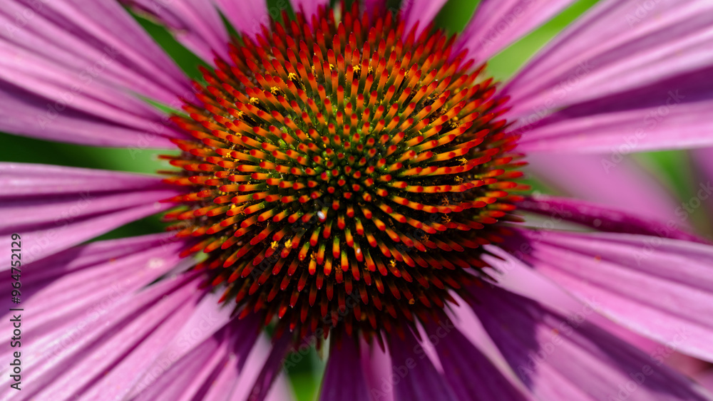 Obraz premium Gerbera flower closeup in macro photography