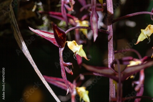 Gongora leucochila orchid photo