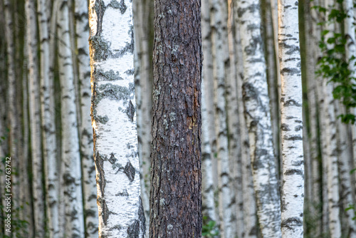 White Birch Forest in Summer, Betula pendula (Silver Birch). Dense forest. White birch trees in row.