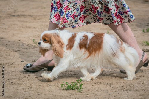 A handler demonstrates a Cavalier King Charles Spaniel  dog at a dog show.