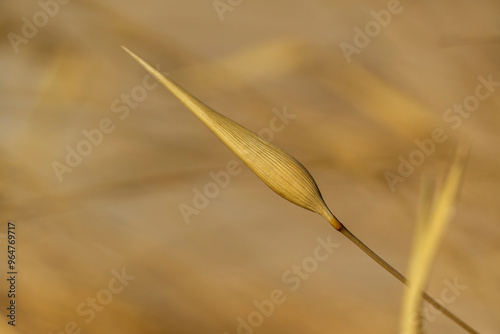 Golden grass in the sun in the foreground