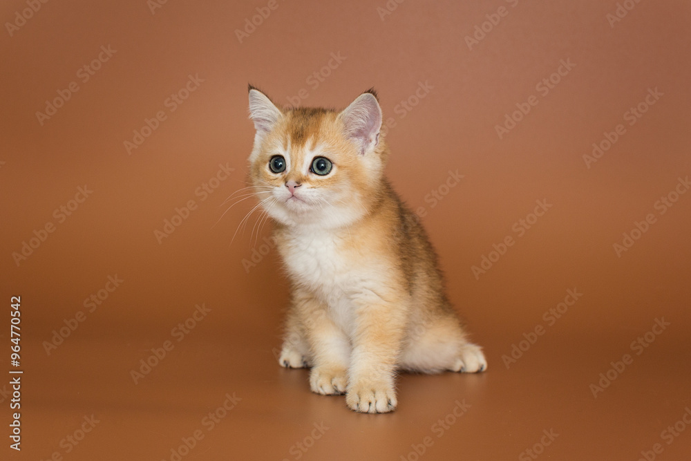 Small red kitten on a brown background Small red kitten on a brown background