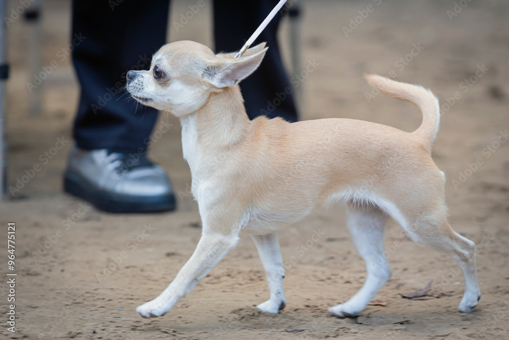 Handler shows a dog breed chihuahua a dog show. Small chihuahua dog posing at a dog show Handler shows a dog breed chihuahua a dog show. Small chihuahua dog posing at a dog show